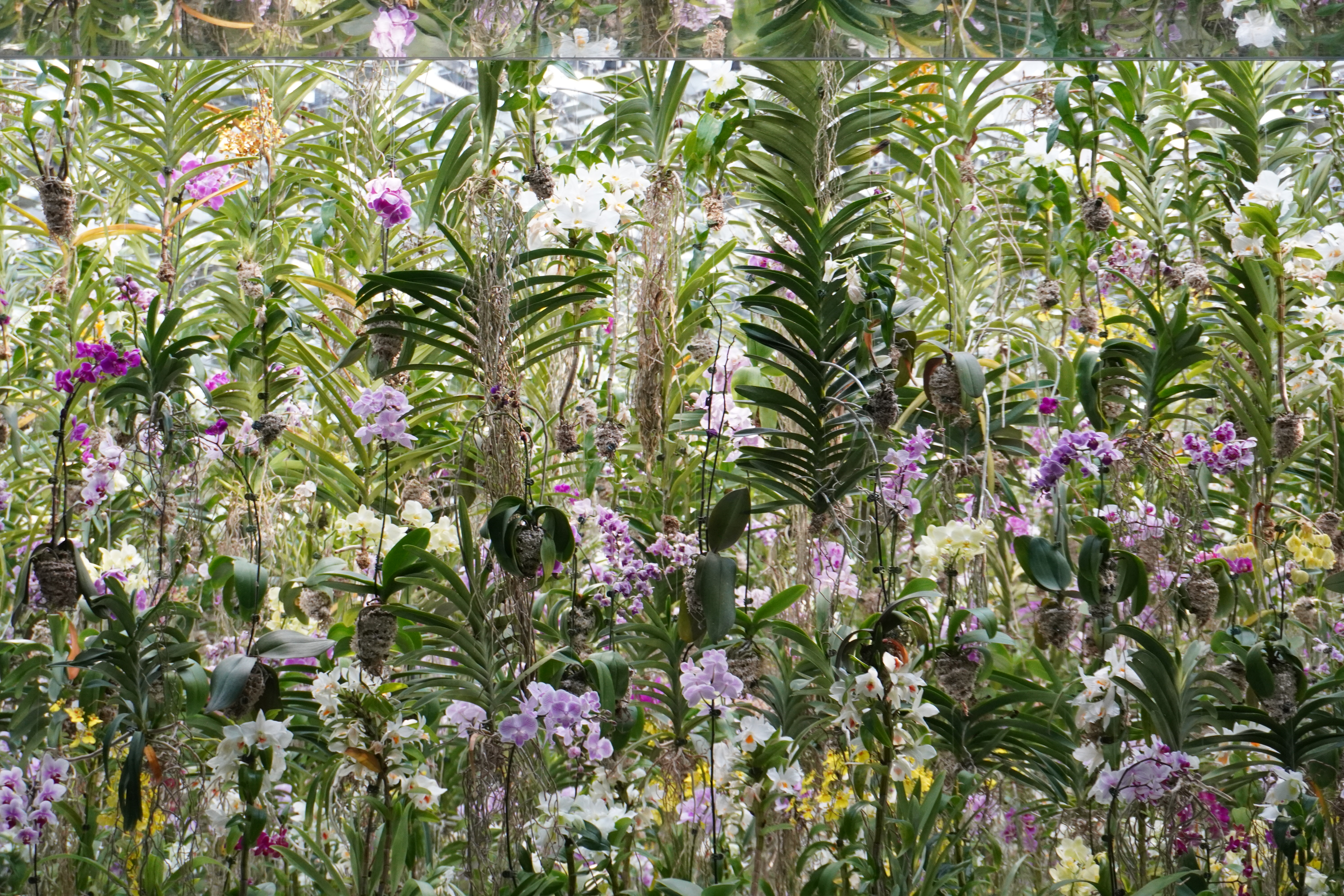 Vivid graffiti of a stork and large eyeball on a wall in Tokyo.