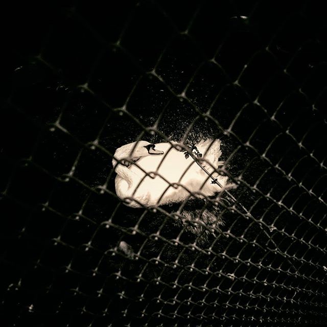 Black and white image of a swan in water foregrounded by chain-link fence.