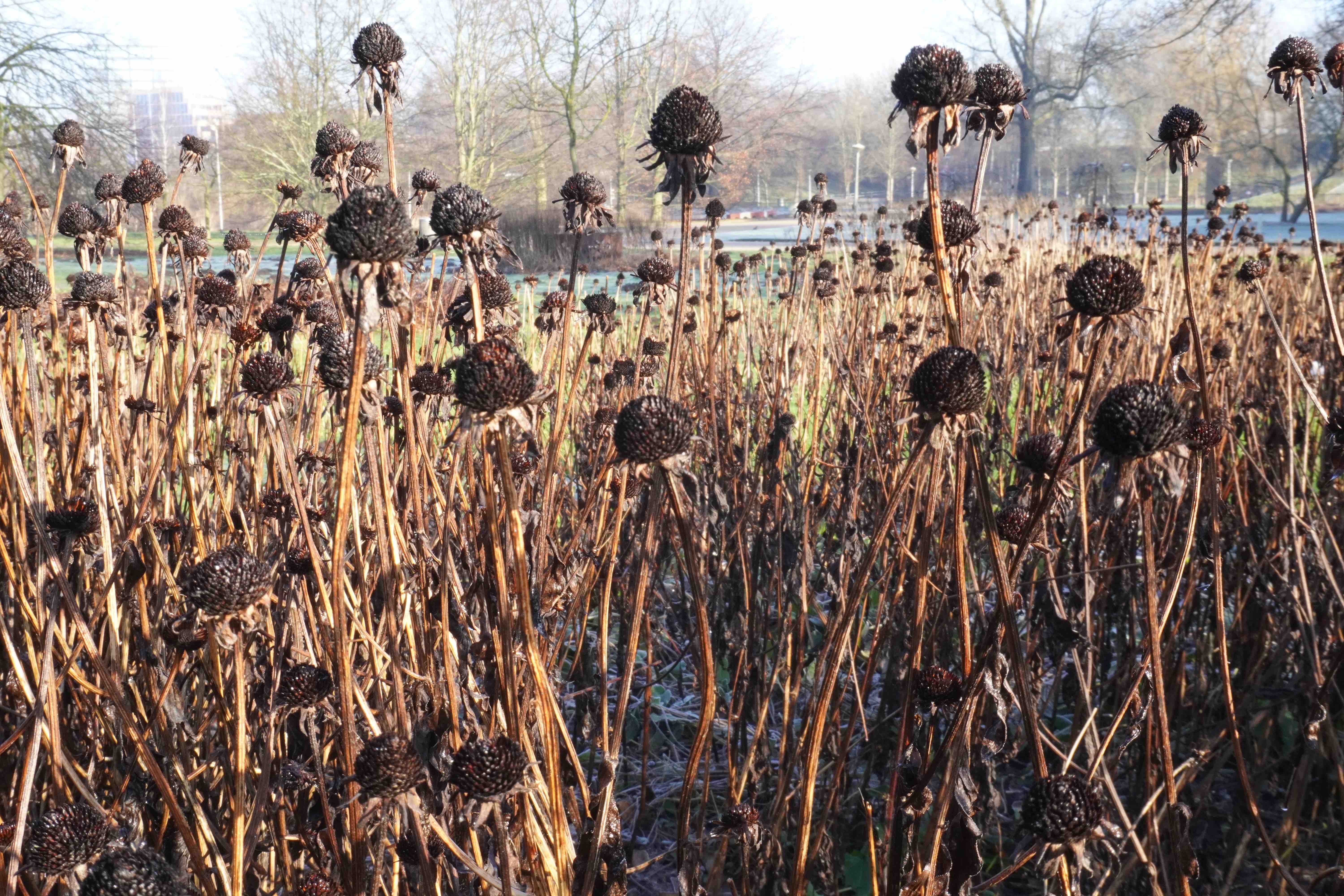 A sign that says Off Limits foregrounding an increasingly dark and wooded area.